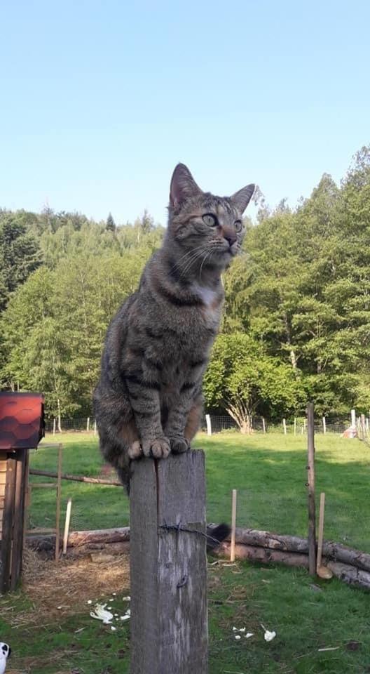 La Gambas Des Bois Villa Saint-Quirin Eksteriør bilde
