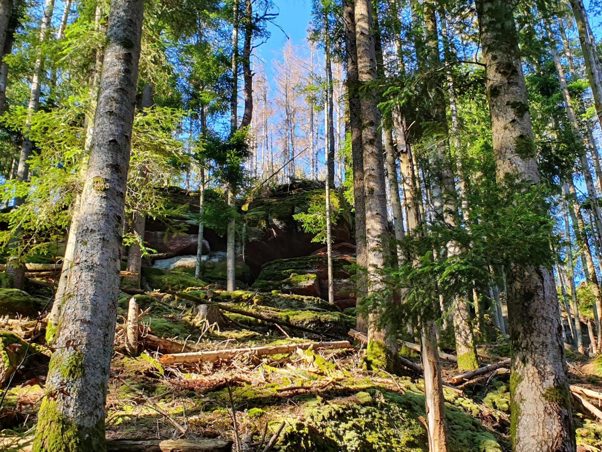 La Gambas Des Bois Villa Saint-Quirin Eksteriør bilde